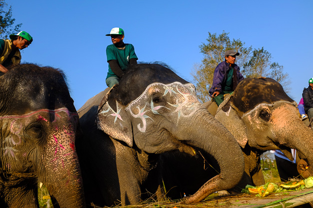 Національний парк Чітван. Фестиваль слонів.