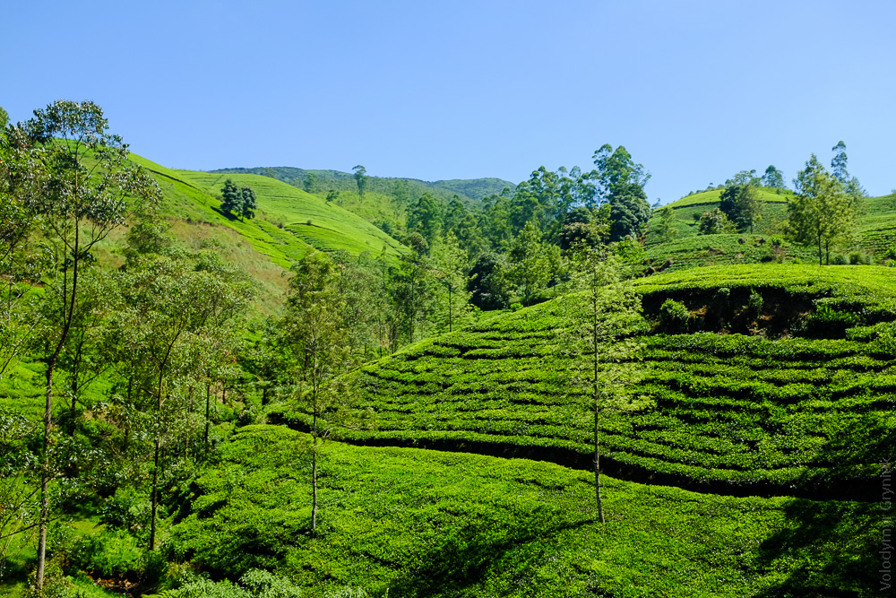 Шрі-Ланка Чай, чайні плантації